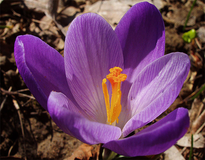 Fiori di primavera
